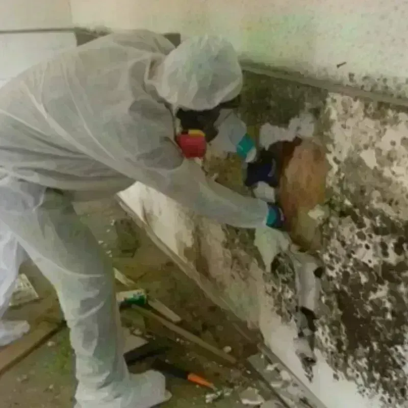 Mold Remediation and Removal in Zion, PA